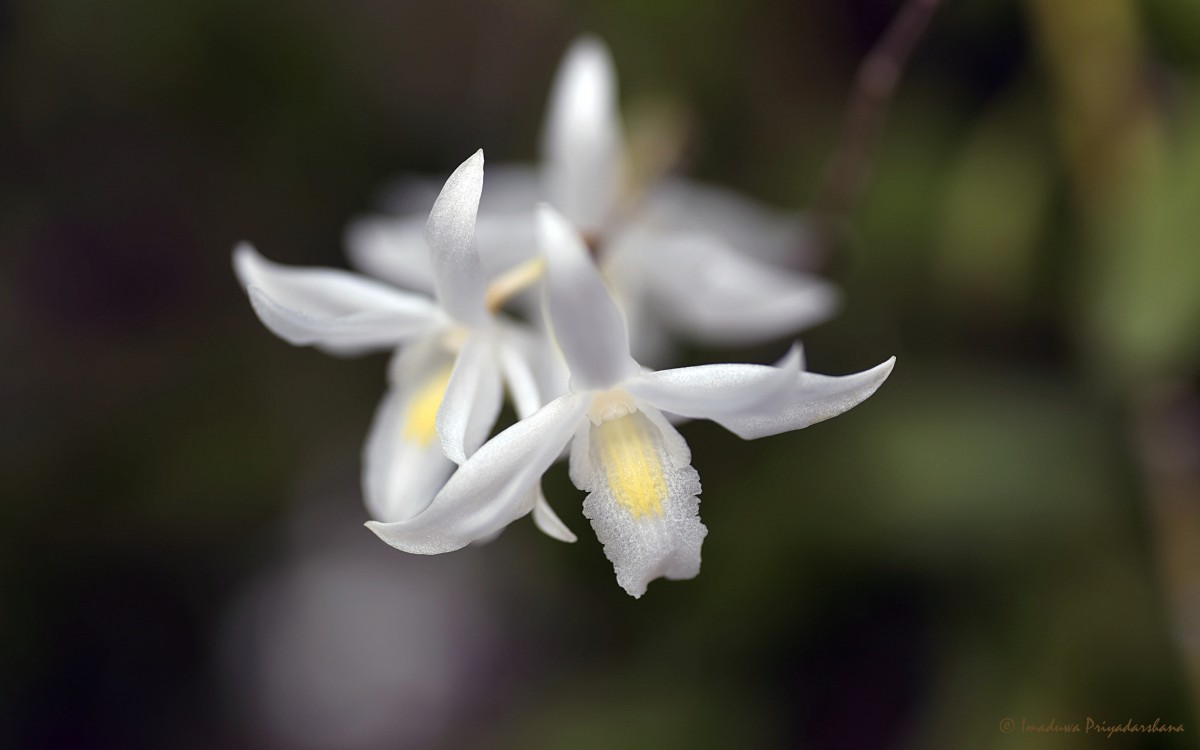 Dendrobium crumenatum Sw.